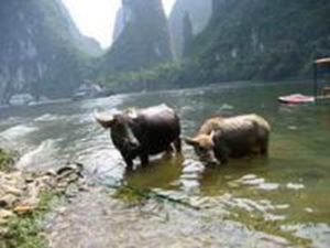 山地水牛 山地水牛