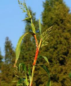 甜高粱[禾本科植物]