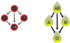 血型遺傳 血型遺傳