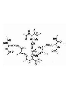 優角蛋白 優角蛋白