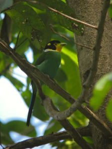 加里曼丹長尾闊嘴鳥 加里曼丹長尾闊嘴鳥