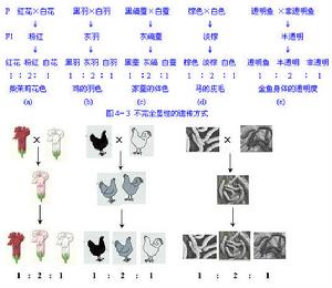 不完全顯性遺傳示意圖
