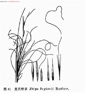 克氏針茅 克氏針茅