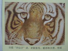 5、為山君照相（特寫），圖4局部