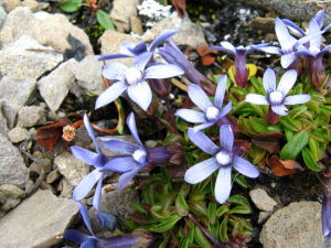 藍鍾喉毛花 藍鍾喉毛花