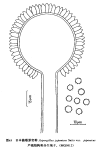 日本麴黴原變種 日本麴黴原變種