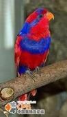 紅藍吸蜜鸚鵡
