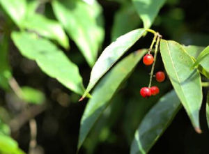 梗花雀梅藤 梗花雀梅藤