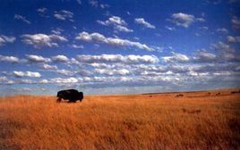 溫帶草原氣候 溫帶草原氣候