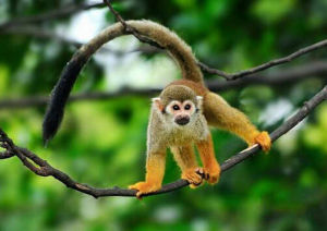 紅背松鼠猴 紅背松鼠猴