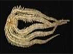 屏東假蛇尾 屏東假蛇尾