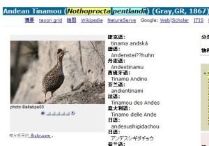 Andean Tinamou (Nothoprocta pentlandii) (Gray,GR, 1867)