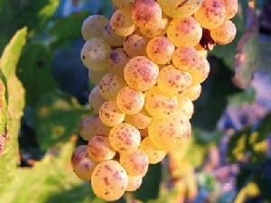 克萊爾特 克萊爾特