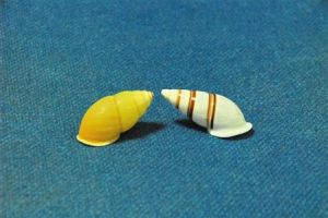 川圭巴大織紋螺 川圭巴大織紋螺