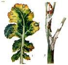 油菜菌核病 油菜菌核病