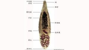 異尖線蟲屬 異尖線蟲屬