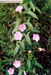 長裂旋花 長裂旋花