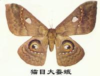 貓目大蠶蛾 貓目大蠶蛾