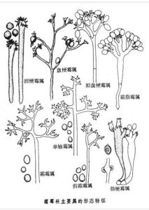 單軸霉屬 單軸霉屬