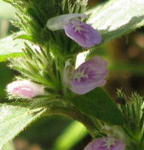 喀西爵床 喀西爵床