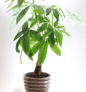 搖錢樹[多年生草本植物]