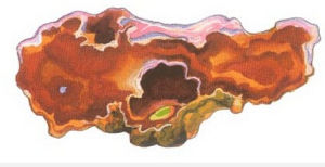 坦帕灣珊瑚 坦帕灣珊瑚