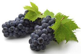 夏黑葡萄 夏黑葡萄