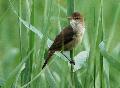 濕地葦鶯