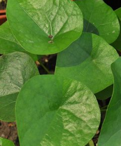 圓葉千金藤 圓葉千金藤