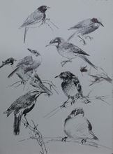 著名大寫意花鳥畫家《陳鵬寫生資料》