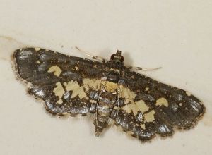 葉展須野螟 葉展須野螟