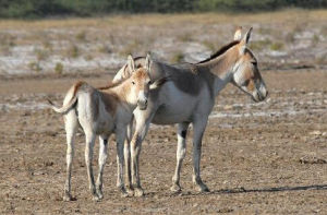 非洲野驢 非洲野驢