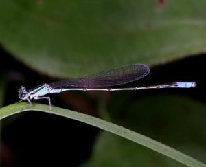 側尾蟲屬 側尾蟲屬