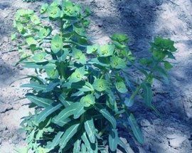 紅芽大戟 紅芽大戟