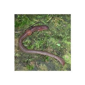 天錫杜拉蚓 天錫杜拉蚓