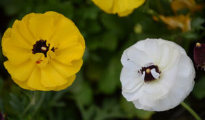 川青毛茛 川青毛茛