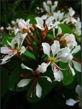 粉葉羊蹄甲（原亞種）