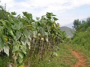 火山自然村農村經濟-種植業