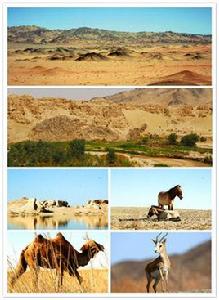 敦煌西湖國家級自然保護區 敦煌西湖國家級自然保護區