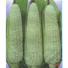 滬玉糯一號 滬玉糯一號