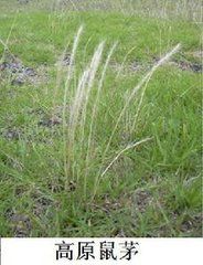 高原鼠茅 高原鼠茅
