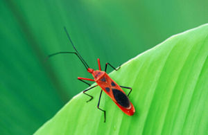 紅蝽科 紅蝽科