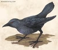 庫賽埃島輝椋鳥