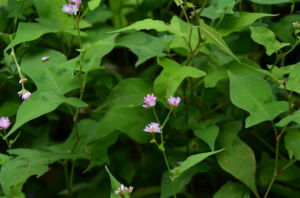 雙凸戟葉蓼 雙凸戟葉蓼