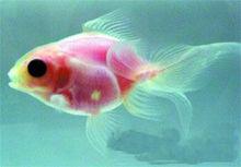 透明金魚圖