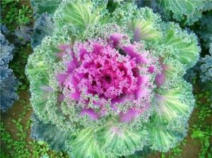 雨衣甘藍 雨衣甘藍