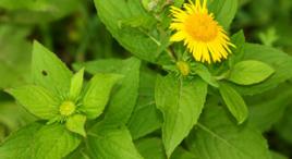 水朝陽草 水朝陽草