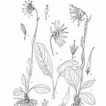 灰綠垂頭菊 灰綠垂頭菊