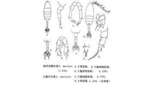 偽鏢水蚤科 偽鏢水蚤科