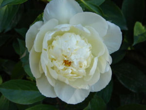 多花芍藥 多花芍藥